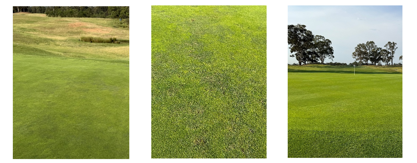 CypressLake GC Greens