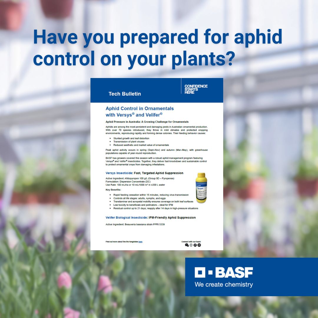 VersysVelifer_Nov2025